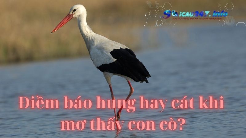 mơ thấy con cò