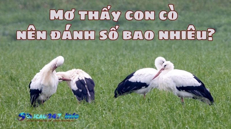 mơ thấy con cò