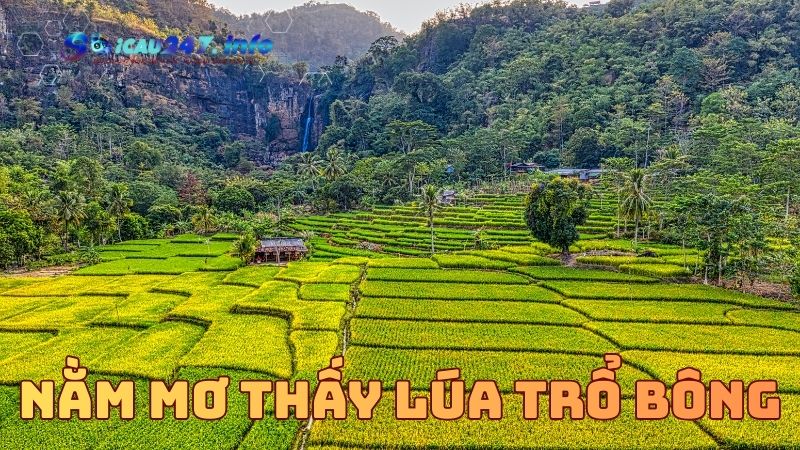 mơ thấy lúa