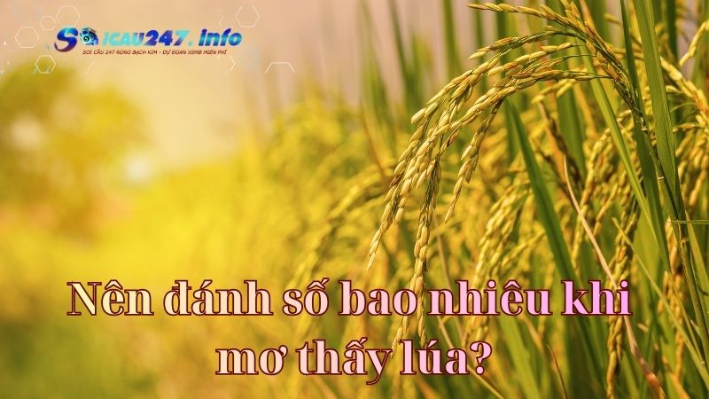 mơ thấy lúa