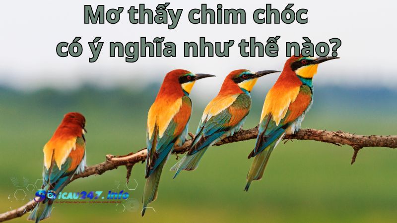 Mơ thấy chim chóc