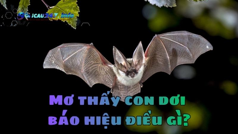 Mơ thấy con dơi