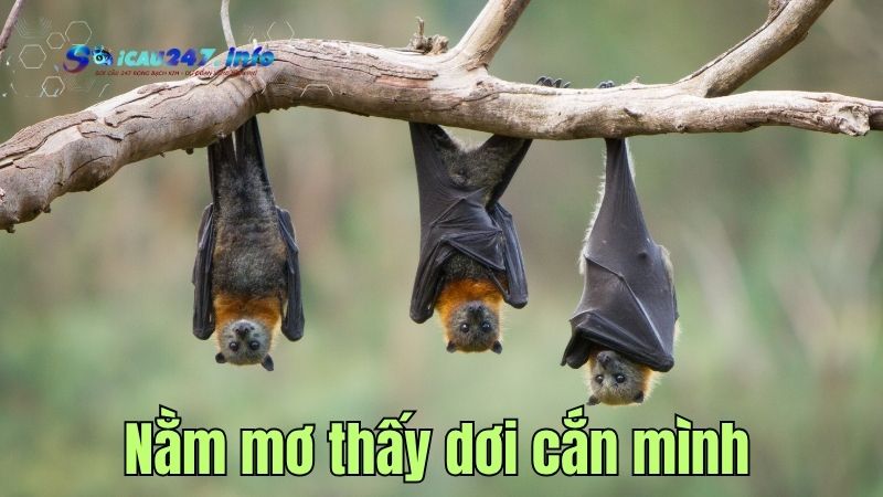 Mơ thấy con dơi