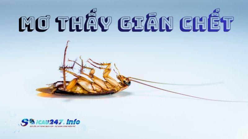 Mơ thấy con gián