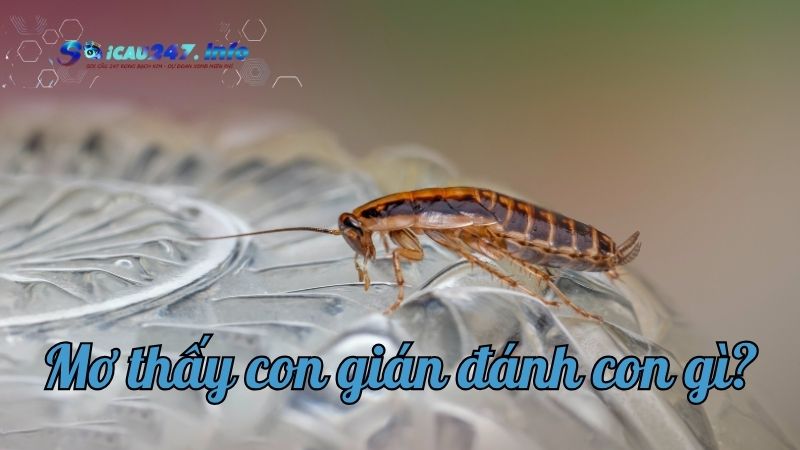 Mơ thấy con gián