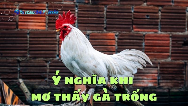 Mơ thấy gà trống