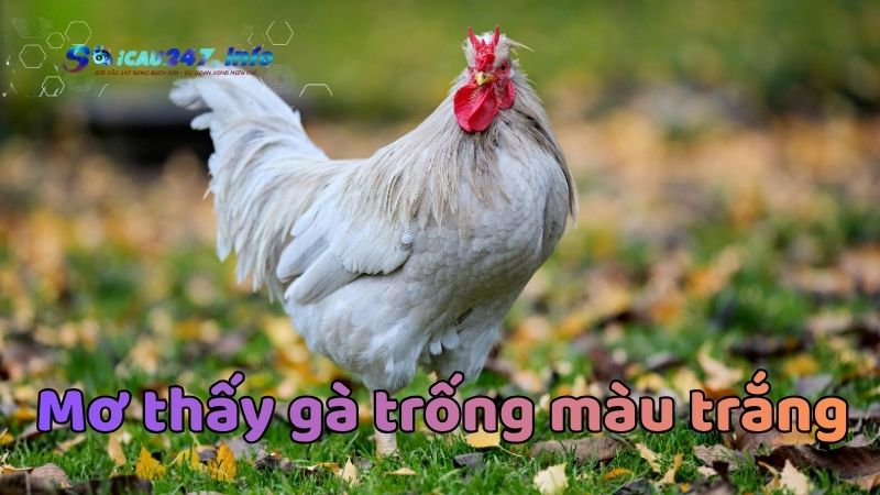 Mơ thấy gà trống