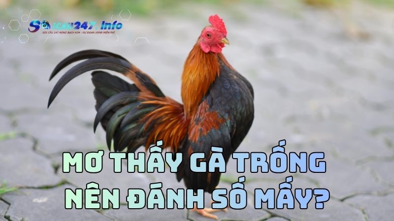 Mơ thấy gà trống