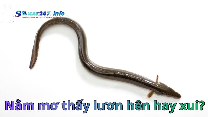 Mơ thấy lươn