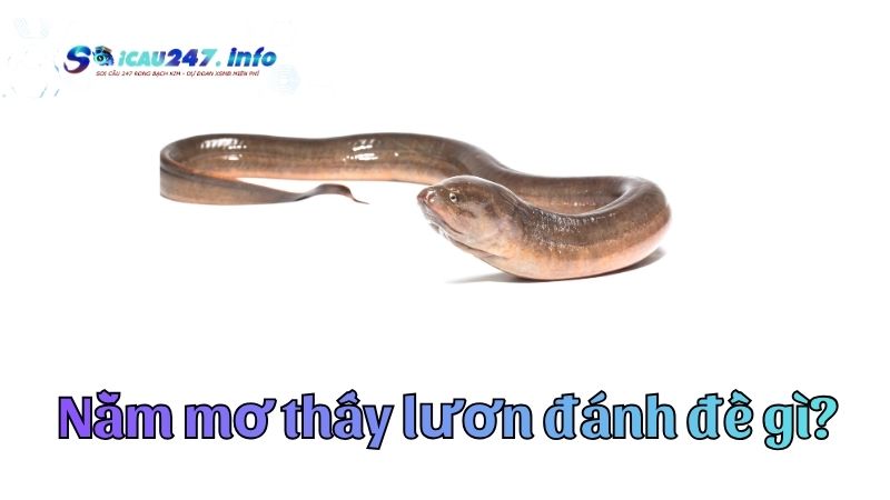 Mơ thấy lươn