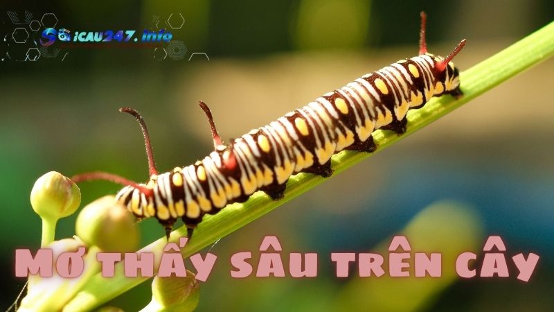 Mơ thấy sâu
